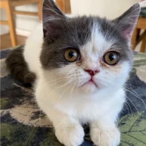 Picture of Smushface