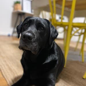 Picture of Echo