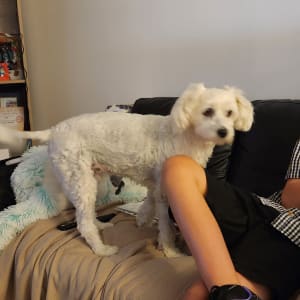 Picture of Charlie