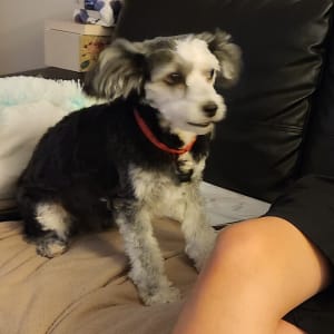 Picture of Skye