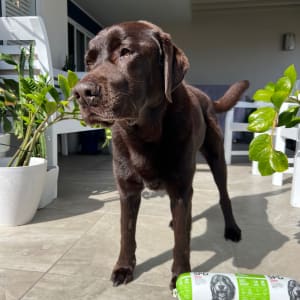 Picture of Ralph