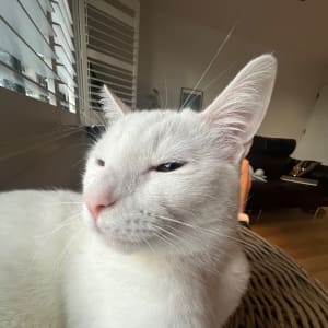 Picture of Phantom