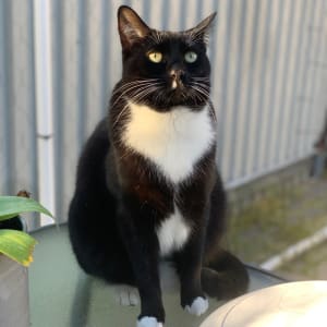 Picture of Nico