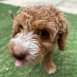 Picture of Bing Bing