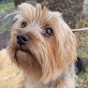 Picture of Remi