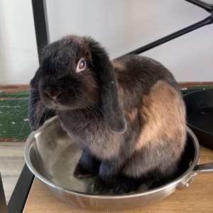Picture of Clover