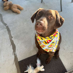 Picture of Lola