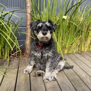 Picture of Saffy