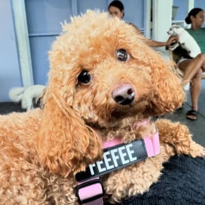 Picture of FeeFee