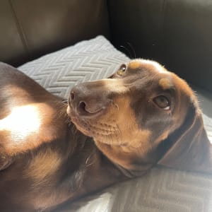 Picture of Freddie Bear