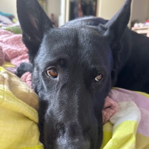 Picture of Freyja