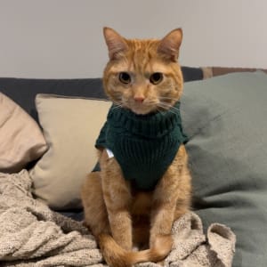 Picture of Archie