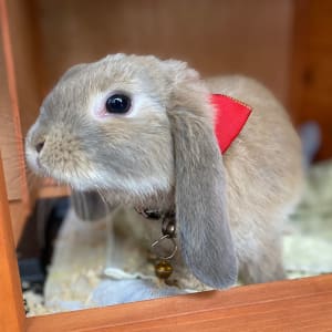 Picture of Peter