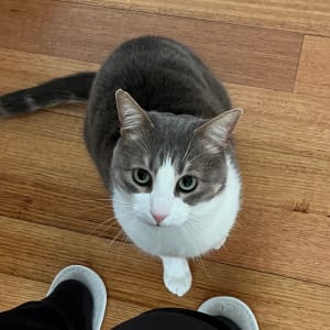 Picture of Frankie