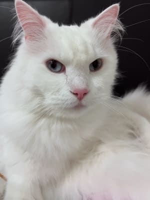 Picture of Riceball
