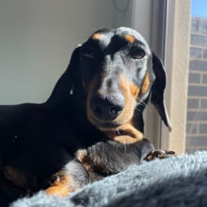 Picture of Stella