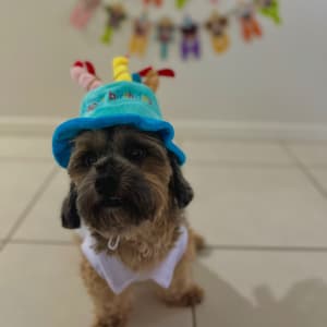 Picture of Chewbacca