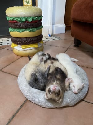 Picture of 3 Ferrets