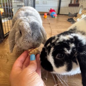 Picture of Snickers & Oreo