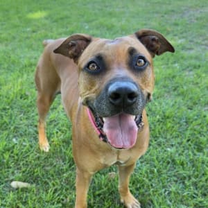 Picture of Gia