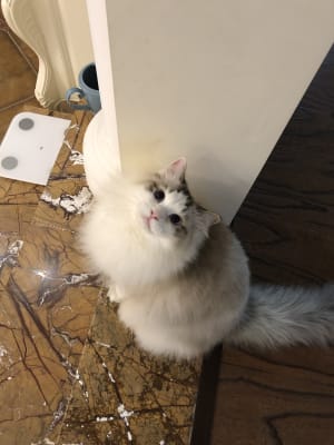 Picture of Snowball