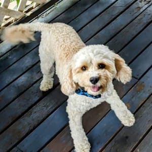 Picture of Sadie