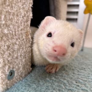 Picture of Soda