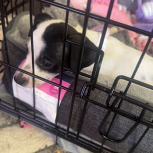 Picture of Princess Annie