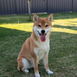 Picture of Hachi