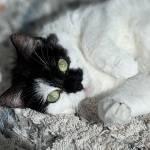 Picture of Oreo