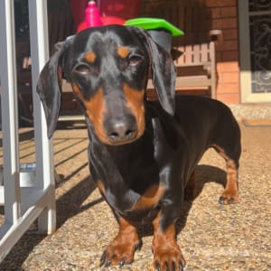 Picture of Wilson