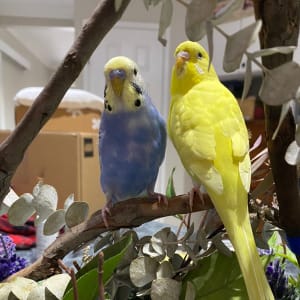 Picture of Pikachu and LJ