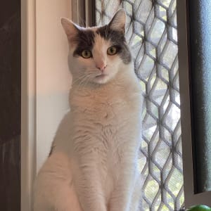 Picture of Felix
