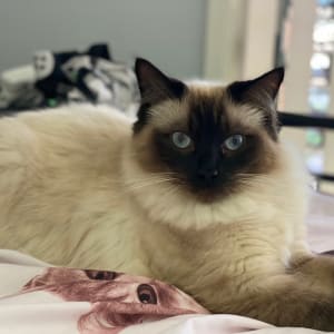 Picture of Ziggy