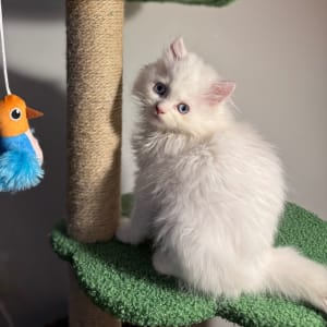 Picture of Yuki