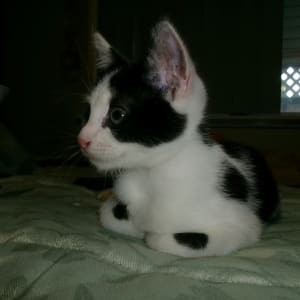 Picture of Squib