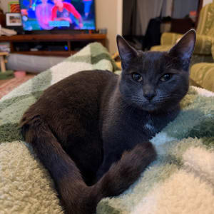 Picture of Miso