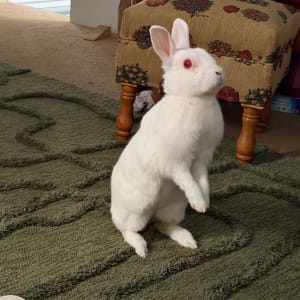 Picture of Peanut