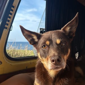 Picture of Hazel