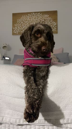 Picture of Marley