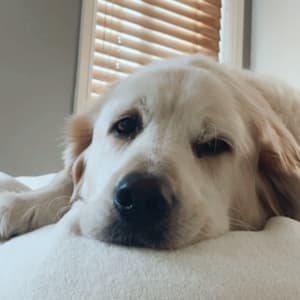 Picture of Hudson