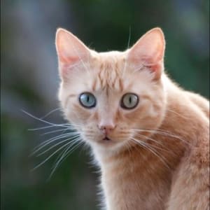 Picture of Orvil