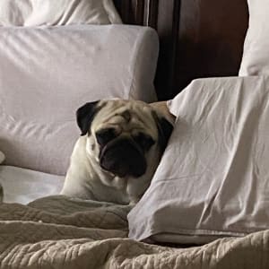 Picture of Charlie