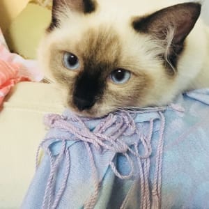 Picture of Arabella