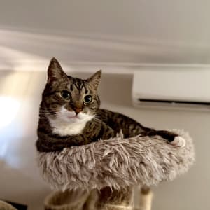 Picture of Stella