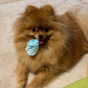 Picture of Bear