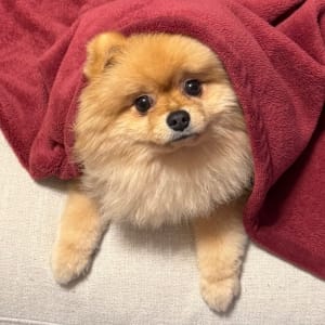 Picture of Melo