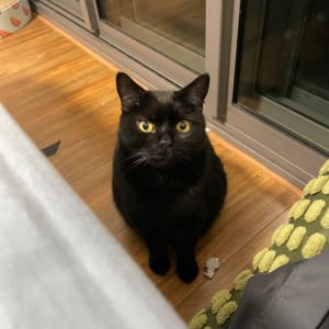 Picture of Black