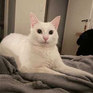 Picture of White