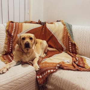 Picture of Rosie